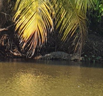 Đi thăm ao nuôi cá, tá hoả phát hiện cá sấu “khủng” nằm trên bờ - 1