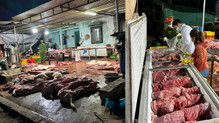 Thu mua hơn 1 tấn lợn chết về xẻ thịt đem bán - 1