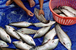 2 loại cá từng ”thất sủng” nay phơi khô thành đặc sản giá đắt, còn bán ra nước ngoài