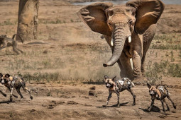 Chó hoang khát mồi ”kéo quân” đi săn khiến bầy voi rừng khiếp sợ, ôm hận