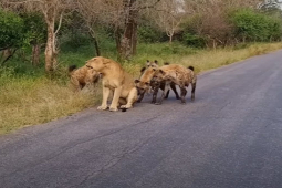 4 con linh cẩu hiếu chiến, bao vây truy sát sư tử