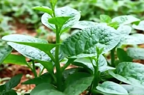 9 loại rau giàu chất xơ tốt cho sức khỏe, giúp đẹp da, giảm cân - 9