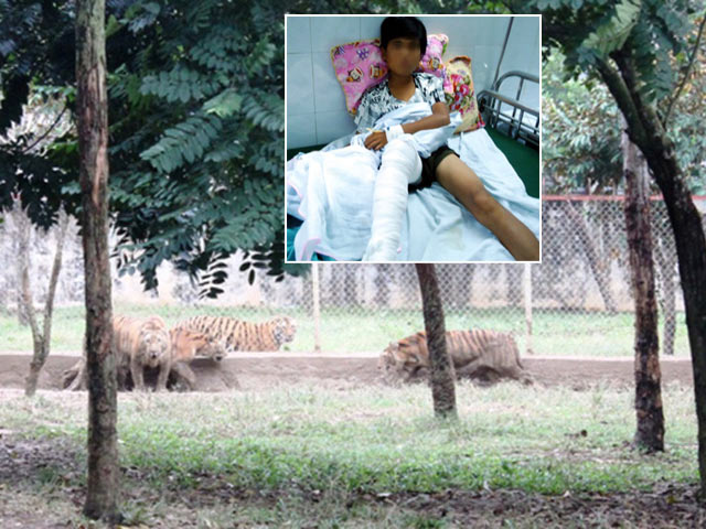Trèo tường rào, nam sinh 13 tuổi bị hổ vồ trúng chân