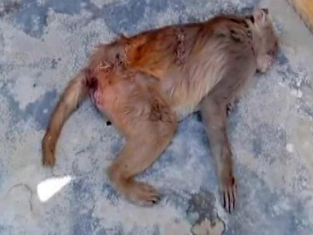 100 con khỉ bỗng dưng rơi xuống chết bí ẩn ở ngôi làng Ấn Độ