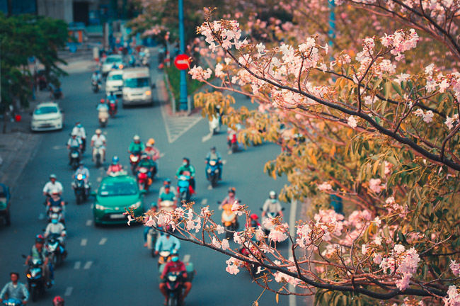 Không ngờ giữa Sài Gòn lại có những con đường hoa đẹp đến thế này! - 1