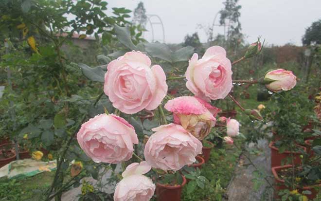 Bỏ công nhân về trồng hoa hồng, 8X thu 500 triệu đồng/năm - 1