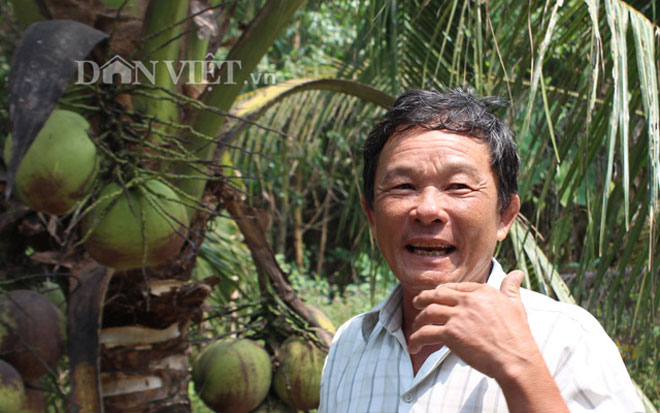 Clip: Mỗi tháng thu 24 triệu đồng từ trồng dừa bán quả nơi rốn phèn - 1