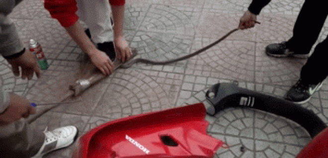 "Hoảng hồn" thấy rắn chui trong Honda Wave - 1