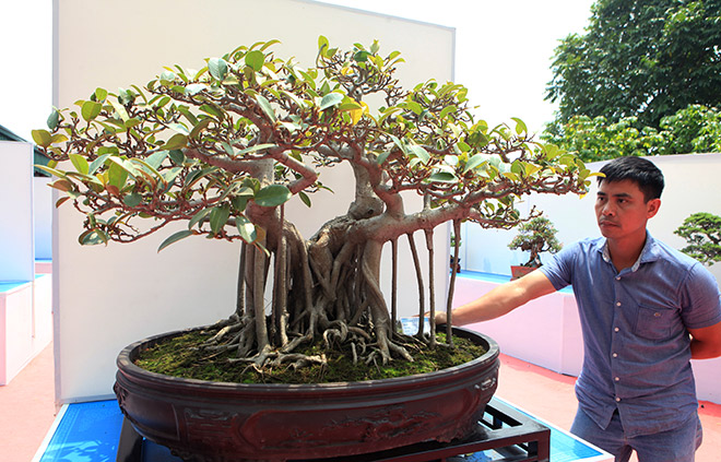 Chiêm ngưỡng dàn bonsai đẹp kiệt xuất trên đất Yên Tử - 1