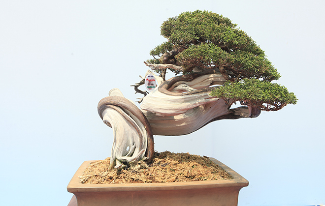 Káº¿t quáº£ hÃ¬nh áº£nh cho bonsai