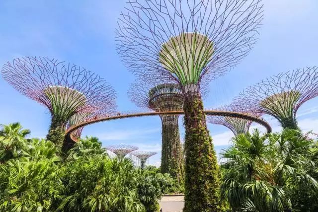 Sạch đẹp thôi chưa đủ, Singapore còn chi hàng nghìn tỷ đồng xây dựng vườn nguyên sinh khổng lồ tuyệt đẹp - 2