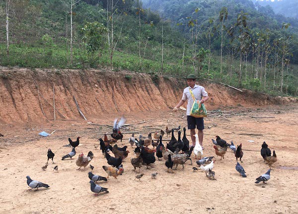 Lão nông người Lào nuôi gà đen thả vườn lãi 150 triệu mỗi năm - 1