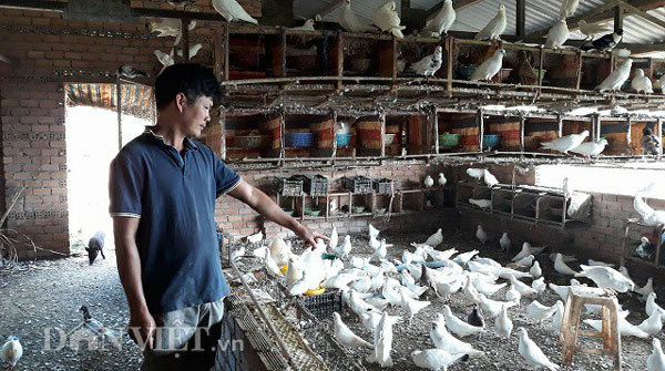 Nuôi 2.000 con chim bồ câu trắng, mỗi tháng lãi 30 triệu đồng - 1