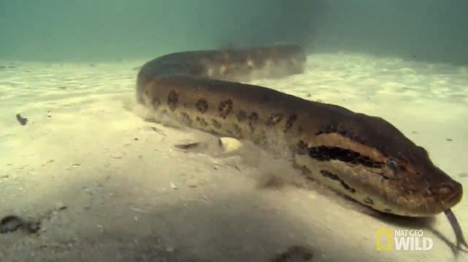 Cảnh trăn anaconda khổng lồ ăn thịt cá sấu trên sông Brazil - 1