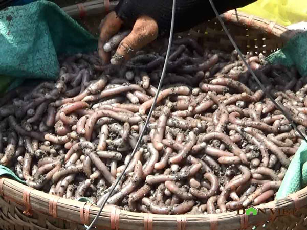 Kết quả hình ảnh cho Theo chân ngư dân Vân Đồn đi đào sá sùng, kiếm 1 triệu/ngày