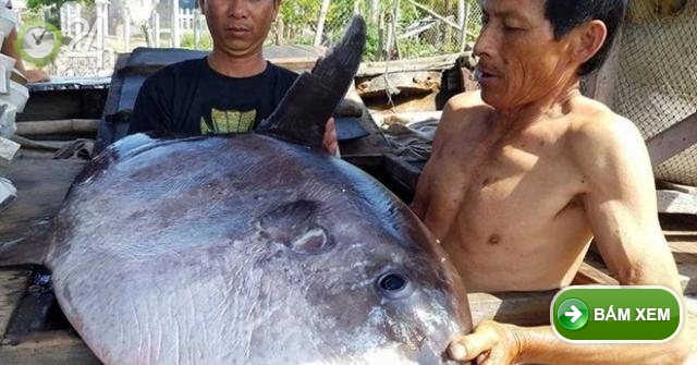 Ngư dân hiến tặng cá mặt trăng quý hiếm cho bảo tàng