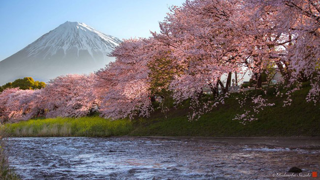 Loạt ảnh hoa anh đào đẹp như tiên cảnh khiến du khách muốn đến Nhật Bản ngay lập tức - 1
