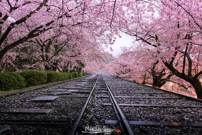 Hình ảnh hoa anh đào Nhật Bản đẹp như tiên cảnh khiến du khách ...