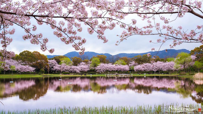 Hình ảnh hoa anh đào Nhật Bản đẹp như tiên cảnh khiến du khách muốn đến  ngay lập tức
