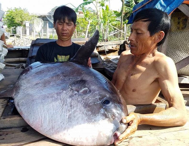 Ngư dân hiến tặng cá mặt trăng quý hiếm cho bảo tàng - 1