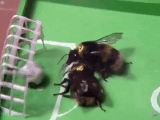 Cận cảnh tập huấn bóng đá của... loài ong