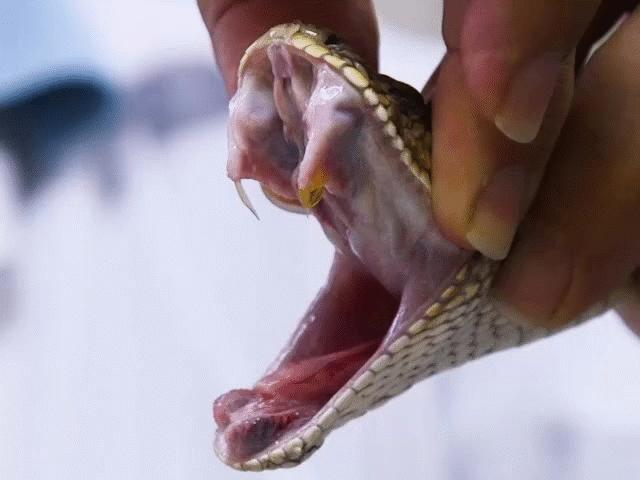 Cận cảnh vắt nọc rắn độc để chế huyết thanh