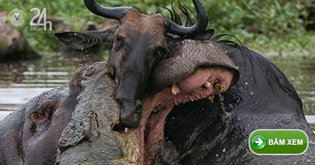 Linh dương đầu bò thoát hàm cá sấu nhờ loài vật hung dữ nhất thế giới-Media