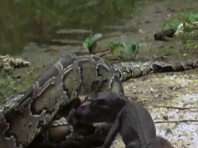 Trăn khổng lồ nuốt chửng cá sấu, không ngờ bị con khác xé toạc bụng
