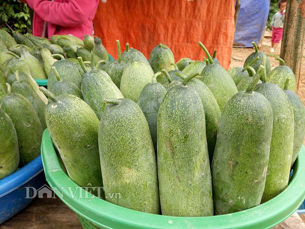 Lên Tây Bắc thưởng thức đặc sản dưa chuột "khủng" của người Mông - 2