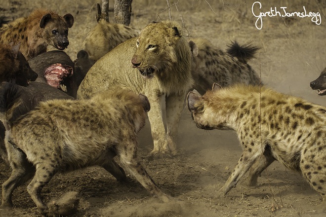 Sư tử tấn công linh cẩu, bị cả đàn quây đánh hội đồng - Tin thế giới