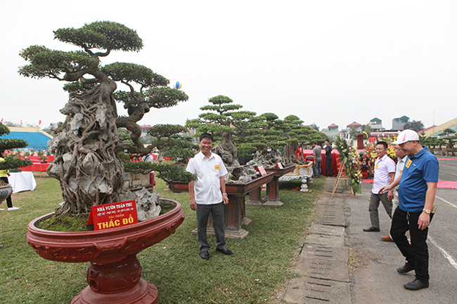 Tại triển lãm Sinh vật cảnh thị xã Sơn Tây (Hà Nội) mở rộng năm 2019, cây sanh cổ “ôm” đá có dáng uốn lượn từ trên xuống dưới như một dòng thác khiến nhiều người tò mò.