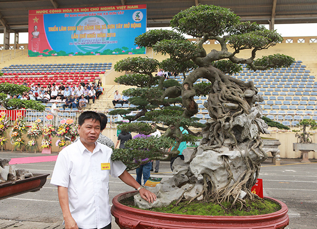 Ông Phan Văn Toàn, chủ nhân của cây sanh (biệt danh Toàn "đô la", ngụ tại TP. Việt Trì, Phú Thọ) cho biết, đây là dòng sanh lá móng. Hiện tại, không có một cây sanh nào lá, dáng đẹp như vậy.