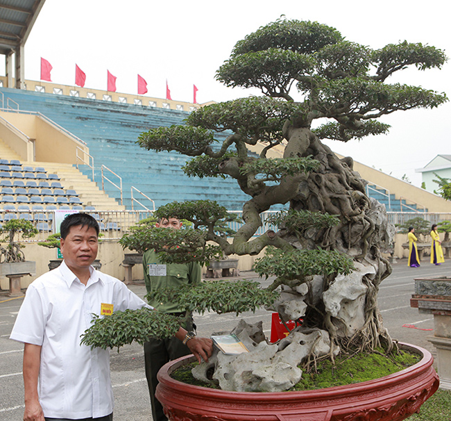 Theo chia sẻ của ông Toàn, ông mua cây sanh này ở Huế cách đây hơn 10 năm. Thời điểm đó, giá trị của cây rất cao nhưng không phải có tiền là mua được.