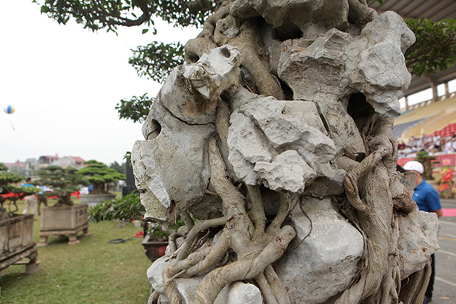 Bộ rễ ôm đá, mốc thếch chứng tỏ cây nhiều năm tuổi. “Cây có nguồn gốc từ Huế và có tuổi đời trên 100 năm”, ông Toàn cho hay.