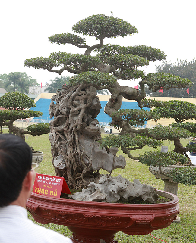 Vị đại gia đất Phú Thọ cho hay, mỗi lần mang tác phẩm đi triển lãm rất mất nhiều công sức, tiền của nhưng ông vẫn mang cây đi để giới chơi cây, người dân được chiêm ngưỡng những tác phẩm quý.