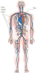 Hệ mao mạch – những điều chưa biết về người hùng của cơ thể - 1