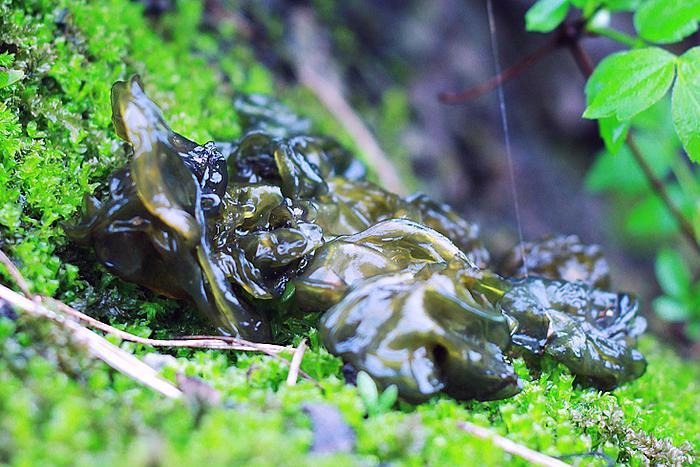 Loại tảo nhớp nháp, chỉ xuất hiện vào mùa mưa được người TQ săn lùng vì quá bổ dưỡng - 1