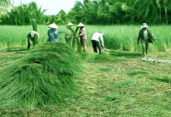 Lạ mà hay: Trồng loài cỏ dại dân ở đây lại khá, giàu - 2