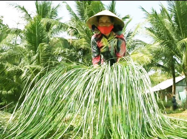 Lạ mà hay: Trồng loài cỏ dại dân ở đây lại khá, giàu - 7