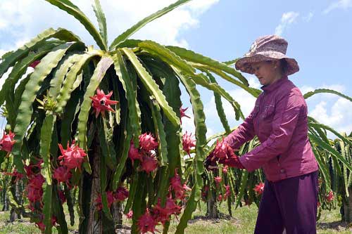 Cả làng khá giả nhờ trồng cây “phát tài”