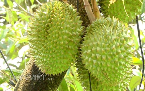 Chỉ 1 tuần, giá sầu riêng bốc hơi 10.000 đ/kg, nhà vườn nháo nhác