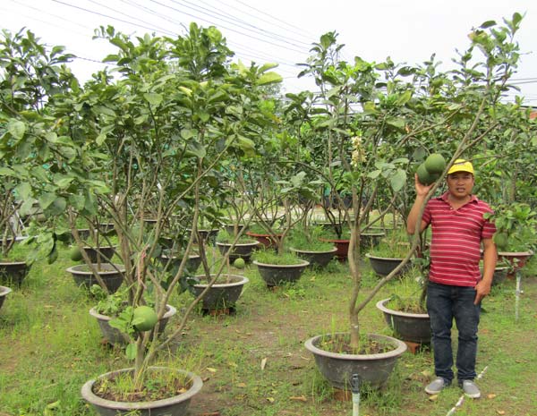 Kỹ sư về trồng chanh móng tay, nhánh bé tý bán 350 ngàn