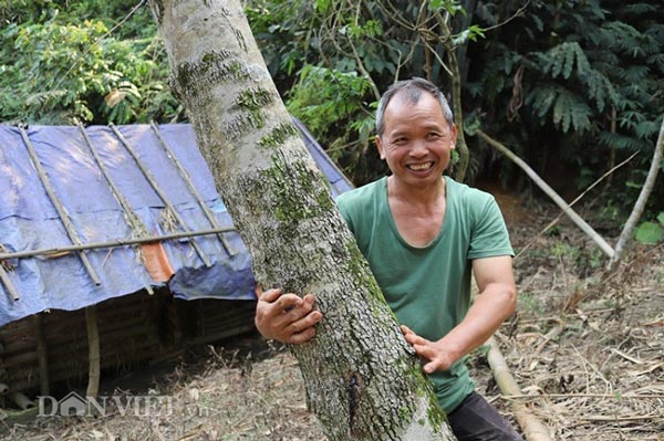 Ồ à “kho báu” sưa đỏ có một không hai của lão nông miền sơn cước