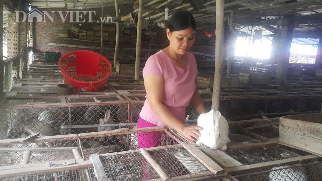 Làm giàu ở nông thôn: Người đàn bà dựng cơ đồ với ngàn con thỏ - 1