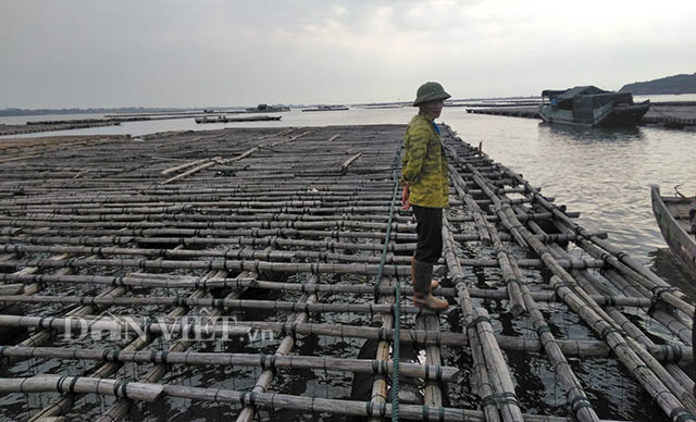 Bất lực nhìn 300 bè nuôi hà há miệng chết, nhiều hộ mất tiền tỉ