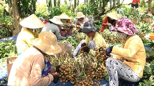 Nhãn xuồng cơm vàng Bình Thuận “lên đời”: Dày cùi, ngọt lịm và cực ngon