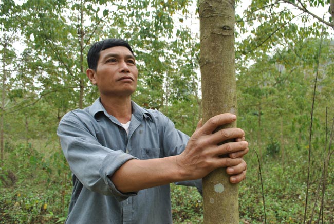 Sự thật khác về cao su Tây Bắc: Nông dân tay trắng vì "vàng trắng"