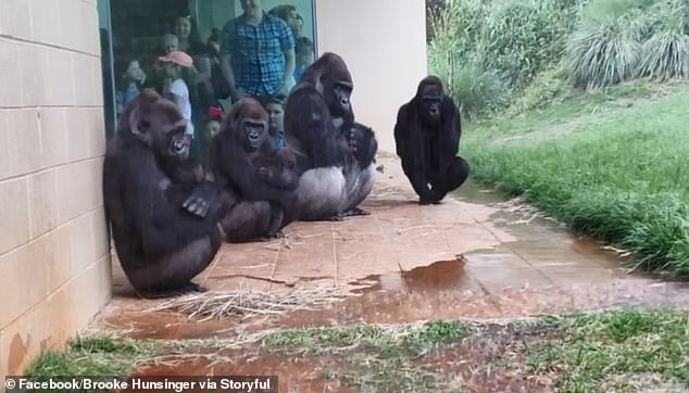 Video gia đình khỉ đột hớt hải tìm chỗ trú mưa như người gây sốt ở Mỹ - 1