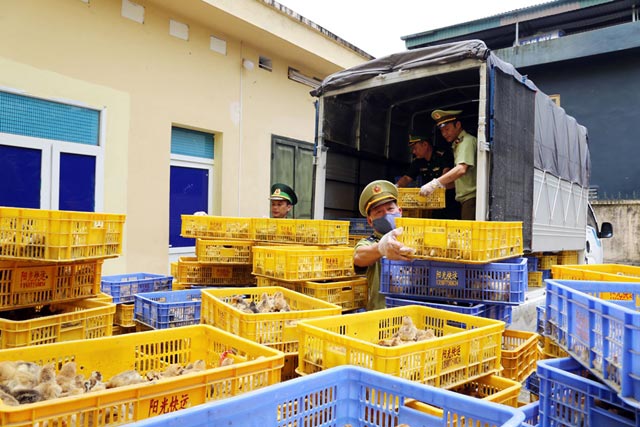 Quảng Ninh: Bắt giữ hơn 22.000 con gà giống nhập lậu lúc nửa đêm - 1