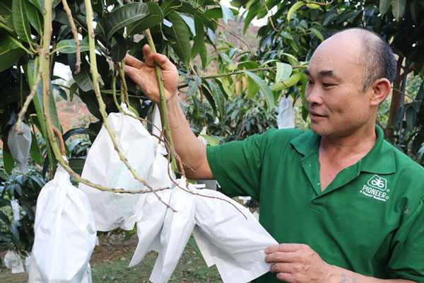 Làm giàu ở nông thôn: Trúng lớn nhờ trồng xoài, bưởi trên đất dốc